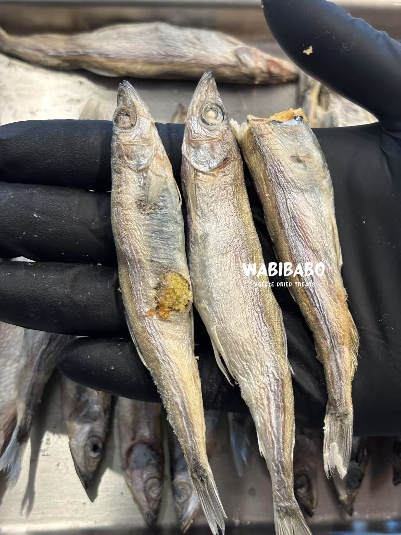 Freeze-Dried Whole Capelin with Exploding Roe – Nature’s Caviar for Pets