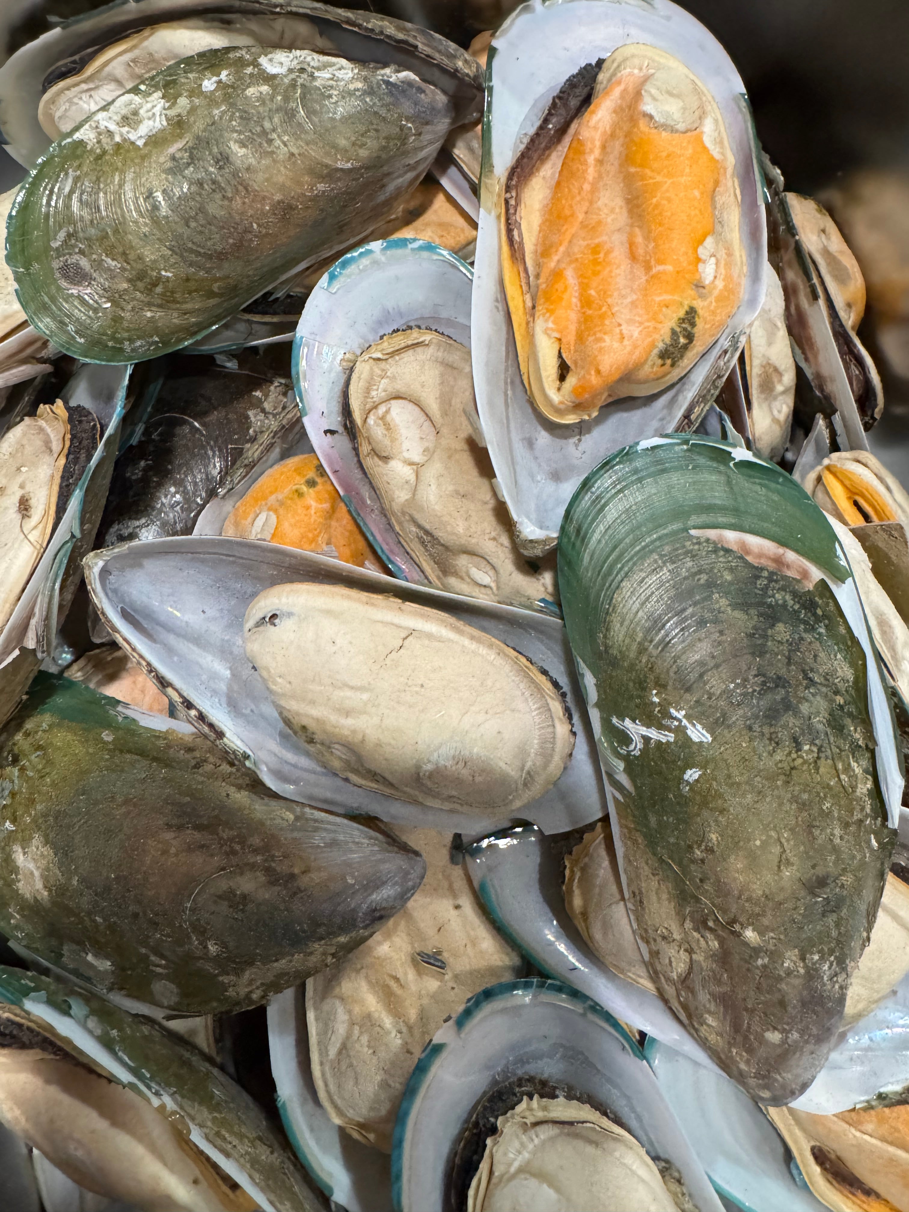 Freeze-Dried Green-Lipped Mussels — Joint Health Master