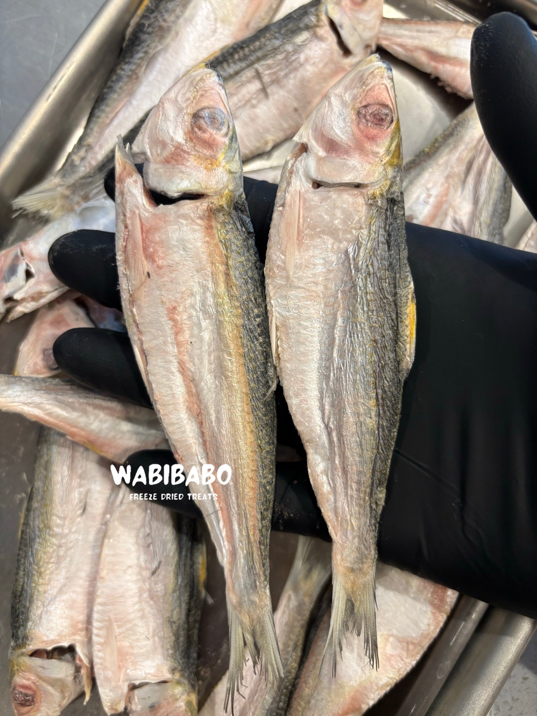 Freeze-Dried Herring – A Pure Omega-3 Boost for Your Pet
