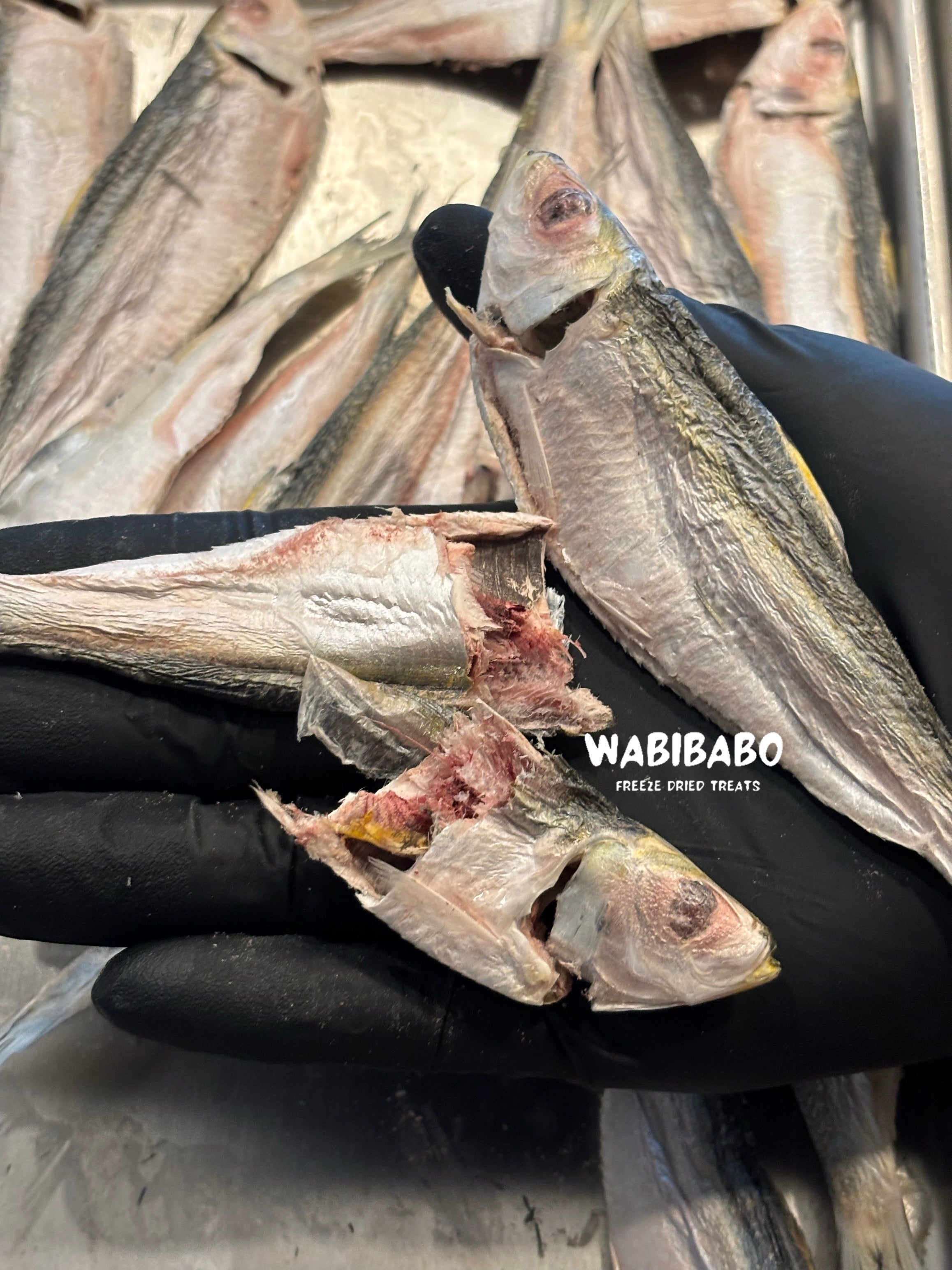 Freeze-Dried Herring – A Pure Omega-3 Boost for Your Pet
