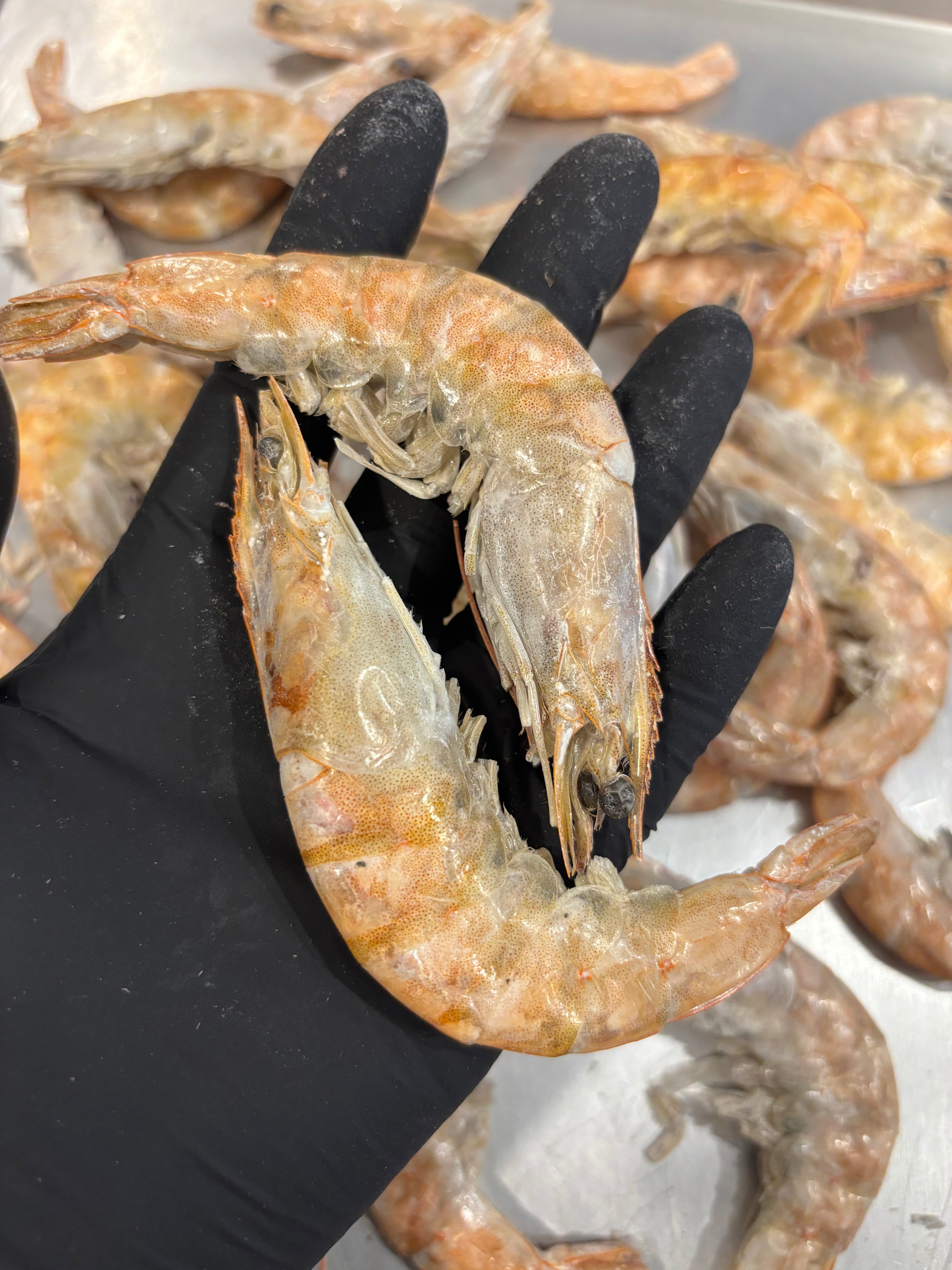 Freeze-Dried Whole Shrimp – High Protein, Low Fat, Cat & Dog Treat