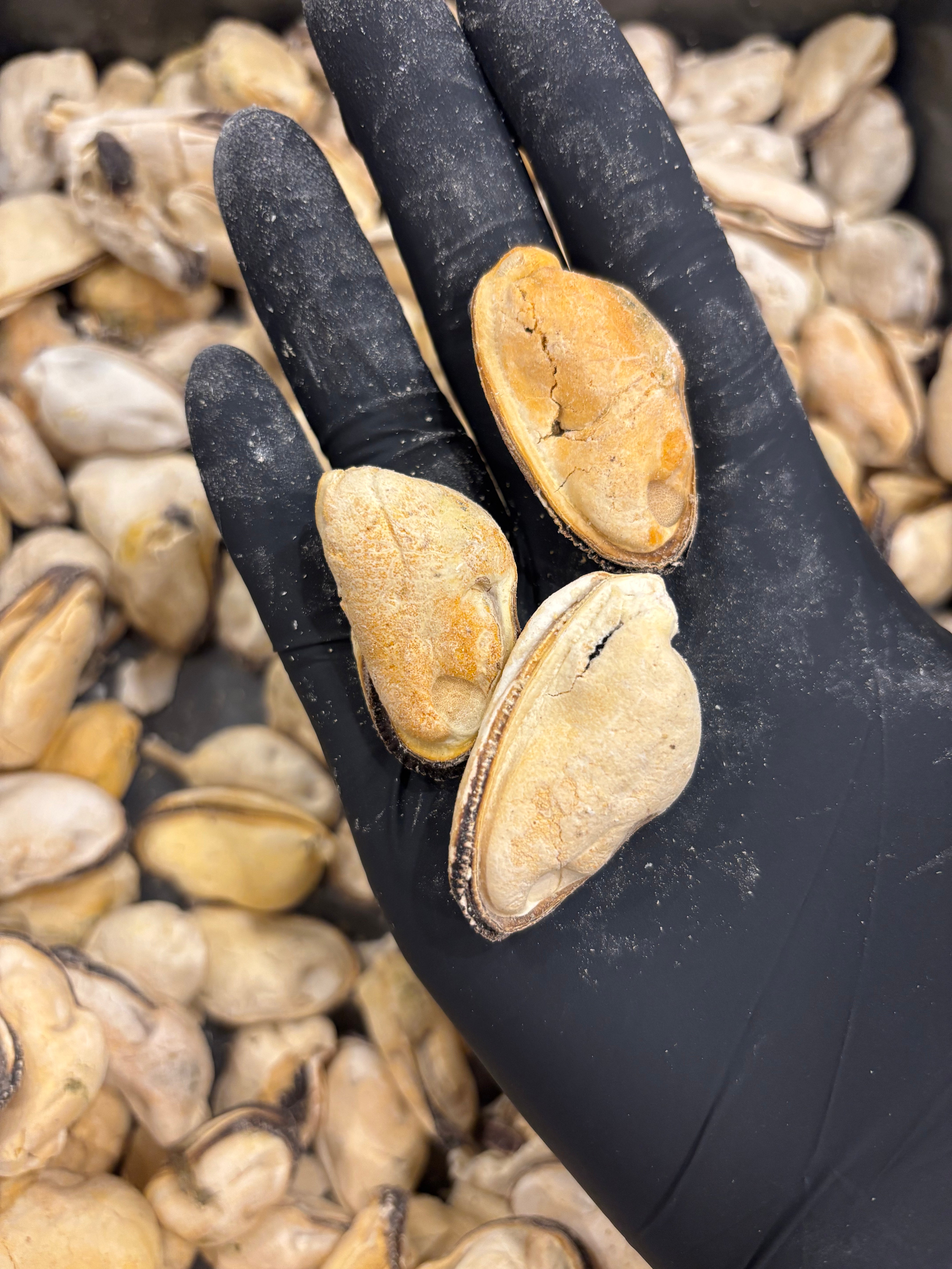 Freeze-Dried Mussels – Joint-Supporting Superfood from the Sea